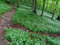 Waldweg durch schräge Bärlauch Blütenfelder am Hang